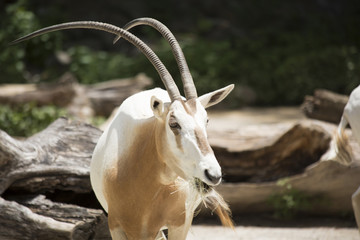 Scimitar Oryx
