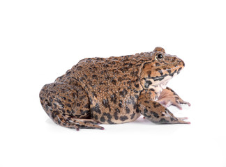 Frog isolated on white