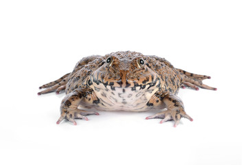 Frog isolated on white