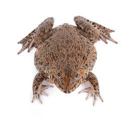 Frog isolated on white