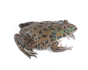Frog isolated on white