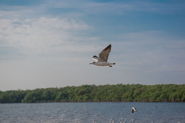 Fototapeta na wymiar Soft focus, Seagull flying in the blue sky.