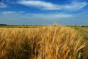 Wheat field against a blue sky