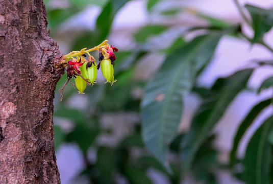 Bilimbi