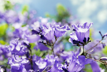 満開のジャンカランダ