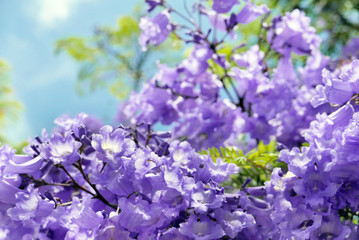 満開のジャンカランダ