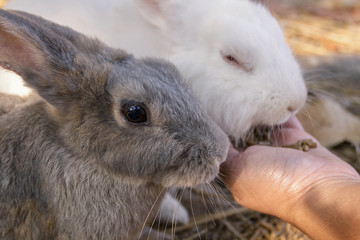 Fototapeta premium Fat fluffy bunny eating food..