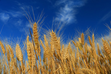 Wheat field against a blue sky