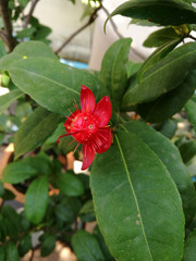 Mickey mouse flower