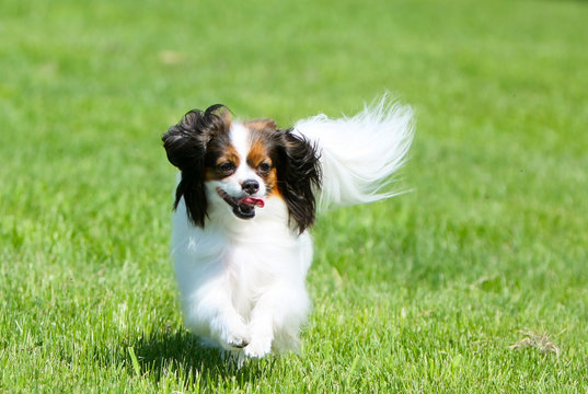 White fluffy dog runs on a green grass. Phalen is walking on the street. Active decorative dog in motion. Joyful puppy. Animal in nature.