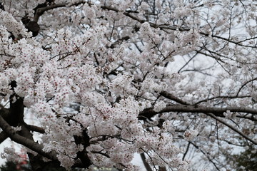 White sakura 