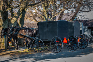 Old Order Amish Mennonite buggies undre trees
