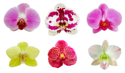 Collection set of orchid flower on white isolated background