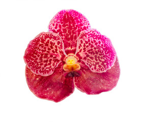 Single orchid flower isolated on white background with clipping path