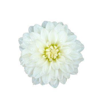 Beautiful dahlia flower isolated on white background