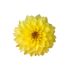 Beautiful dahlia flower isolated on white background