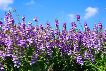 Lavender flowers in an outdoor garden overlooking the blue sky.