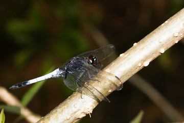 This is a photo of a dragonfly, was taken in XiaMen botanical garden, China.