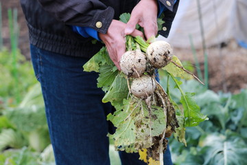 カブの収穫