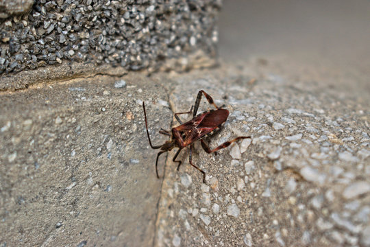 Closeup of a brown Triatominae bug on a gray wall