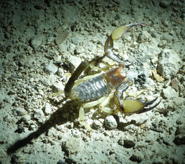 scorpio