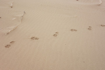 track on sand