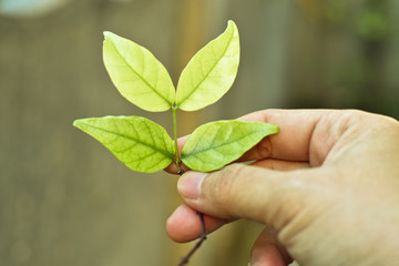New green leaves on woman hand, care for new life