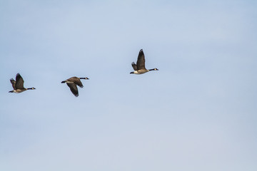 Canadian Geese