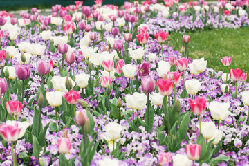 チューリップ畑 ウキウキするきれいな景観 　Tulip flowers happy view