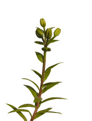 Obraz premium Stem lily hybrids Oriental Group on white background isolat
