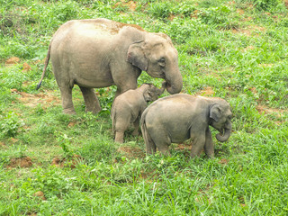 Fototapeta premium wildlife elephant