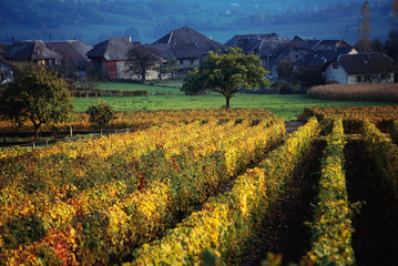 Vineyards landscape in Savoy, France