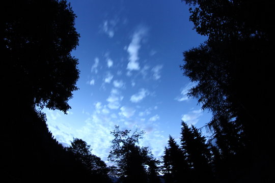 Abendd&auml;mmerung im Wald
