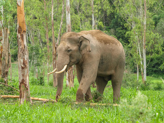Fototapeta na wymiar wildlife elephant