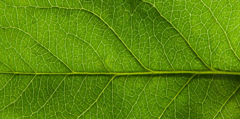 Fototapeta na wymiar Leaf
