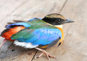 Close up Indian roller on wood table (Coracias benghalensis)