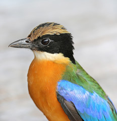 Close up Indian roller on wood table (Coracias benghalensis)