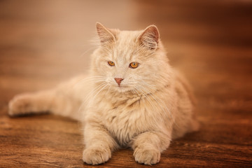 Obraz premium Cute cat lying on floor at home