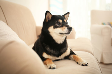 Cute Shiba inu dog on sofa in room