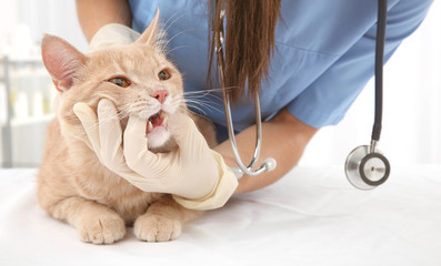 Naklejka premium Lekarz weterynarii badający zęby kota w klinice