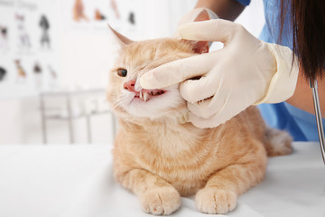Veterinarian examining cat teeth in clinic