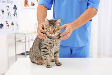 Veterinarian examining cat in clinic