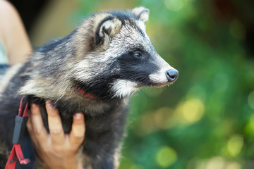 Cute domestic raccoon dog outdoors on blurred background