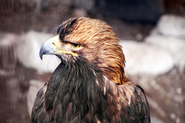 Eagle in zoo, closeup
