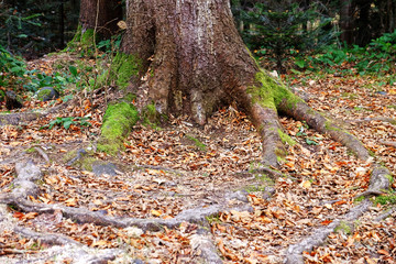 Old big tree root in forest