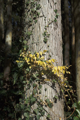 緑と黄色の蔦の這った木の幹