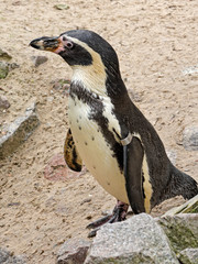 Fototapeta premium Humboldt penguin - bird ringing.