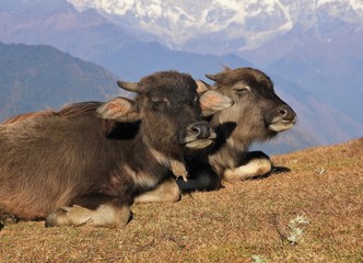 Buffalo friends resting together