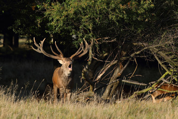 Naklejka premium Spanish wild goat (ibex), mating season