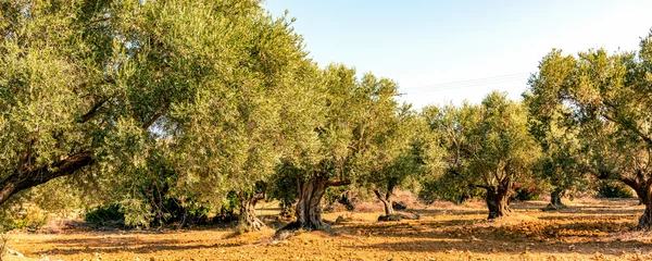Türaufkleber Olivenbaum Olivenbäume (Olea europaea)